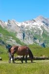 Cavalo, paisagem