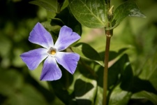 Purple flower, Periwinkle