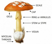 Parties d'un champignon