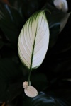 Peace Lily Plant Leaf