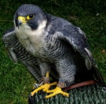 Pet Falcon Bird