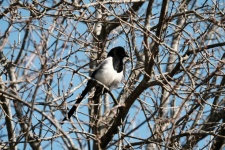 Magpie In The Trees