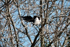 Magpie Chattering