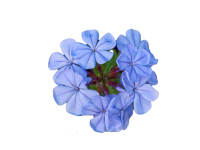 Plumbago Blue Flower