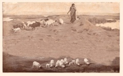 Рэйчел наблюдает за овцами