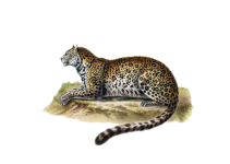 Gros chat chat Vintage Clipart