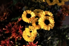 Red And Yellow Chrysanthemums