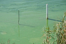 Reeds and a fence with algae in dam