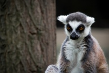 Ring-tailed Lemur, Monkey