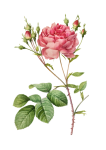 Rosa, flor, vendimia clipart