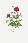 Rose flower vintage art