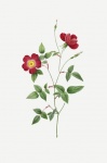 Rose Flower Vintage Art