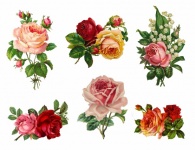 Rózsa virágok vintage kollázs