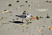 Sandpiper on the beach