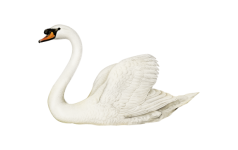 Swan Vintage Clipart Art