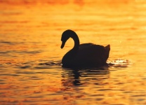Swan vågor vatten sol