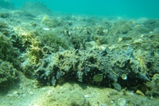 Pepino de mar