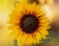 Fotografie macro floarea soarelui