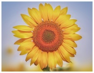 Zdjęcie makro kwiatu słonecznika
