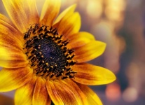 Sunflower autumn beauty blossom