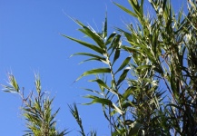 Sunlight on foliage of tall reeds