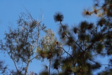 Sunlight On Tops Of Pine & Bluegums