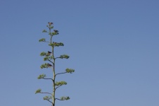 Árbol alto de Agave americana con pájaro