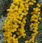 Tansy, yellow flowers