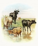 Animale vaci artă vintage
