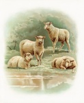 Animales ovejas arte vintage