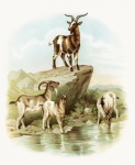 Animaux chèvres art vintage