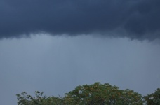 Topo da árvore da Syringa e céu tempestu