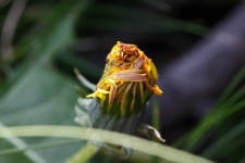 Unfurled Petals On A Flower Bud
