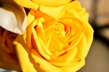 Rosa gialla vibrante