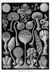 Vintage gamla Ernst Haeckel