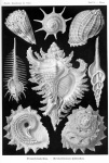 Vintage stary Ernst Haeckel