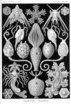 Vintage stary Ernst Haeckel