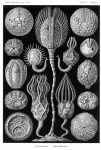 Vintage vecchio Ernst Haeckel