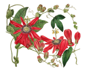 Ilustração de flor de clipart vintage