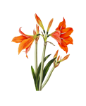 Vintage Clipart Blume Lilie