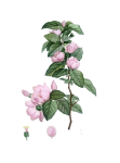 Vintage Clipart Cherry Blossom Flower
