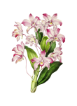Винтажный клипарт цветы орхидеи
