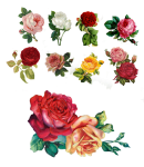 Vintage clipart rózsa virágok