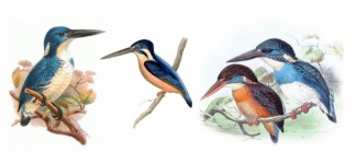 Vintage Kingfisher Illustration Art