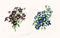 Vintage Painting Violets Flowers