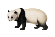 Vintage panda bear clipart