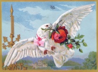 Vintage pocztówka gołąb róża