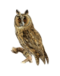 Long-eared Owl Vintage Clipart