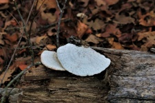White Bracket Fungus on Log