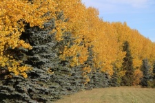 Yellow Aspen and Spruce Tree